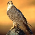 Gyrfalcon, Canada